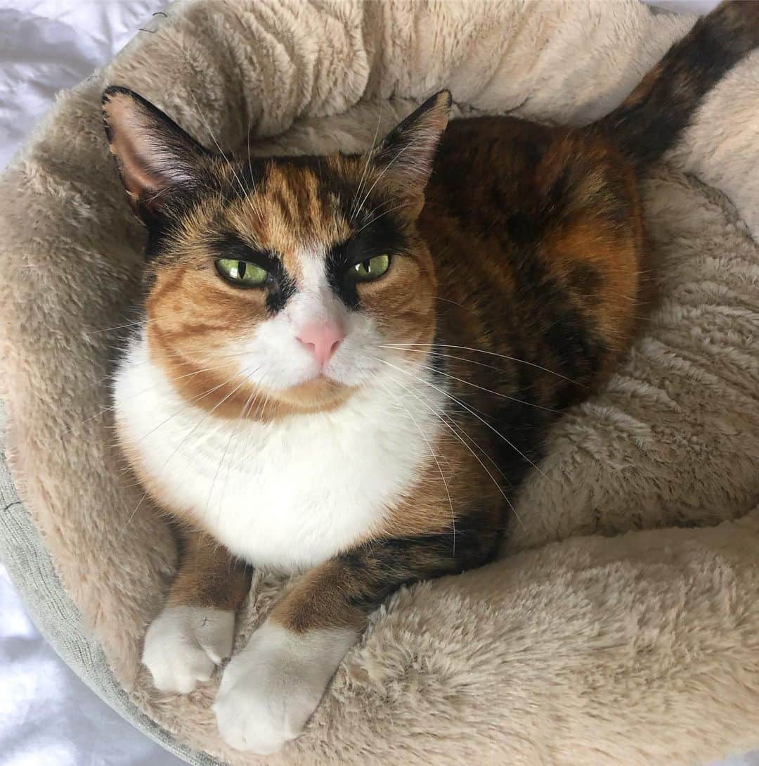 リリーのインスタグラム：「How cute do I look in my new bed?!😸💚」