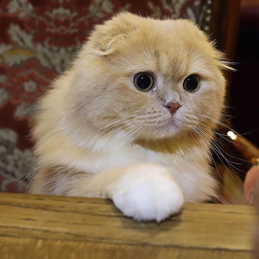 ベルさんのインスタグラム写真 - (ベルInstagram)「. Dinner Time〜🍽 Please give me more food (Please swipe) . パラパラしてにゃ 『お代わりくだにゃい😋』 #パラパラ漫画 #パラパラ漫画シリーズ . #猫love祭 #にゃんわん祭り #美ニャン祭 . #ipet  #うちの子の夏休み #ペトラフ #全力ペトラフ #猫のニャッホ #ペットみるん試してみるん #夏してみるん #WAGWAGニャンセブン . . #すずちゃん ・ NAME : Bell  ベル Breed : minuet  ミヌエット 🎂 : 2016.5.15  3歳 ・ NAME : Suzu すずちゃん Breed : Scottish fold スコティッシュフォールド 🎂 : 2018.3.21 1歳」8月21日 20時27分 - ricorico_rico