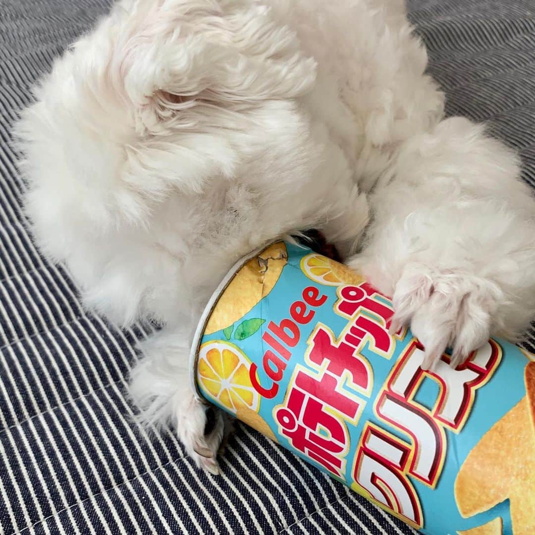 セロリさんのインスタグラム写真 - (セロリInstagram)「【ビリビリブーム】 いくらの中で今「ビリビリ」がブーム。 #maltese #マルチーズ #malteseofinstagram #maltese101 #malteser #malteseofficial #maltesedog #dog #instadog #dogstagram #dogoftheday #doglovers #instapet #adorable #ilovemydog  #ペット #わんこ #ふわもこ部 #犬のいる暮らし #いぬら部  #いぬすたぐらむ」8月21日 20時40分 - celeryrabbit