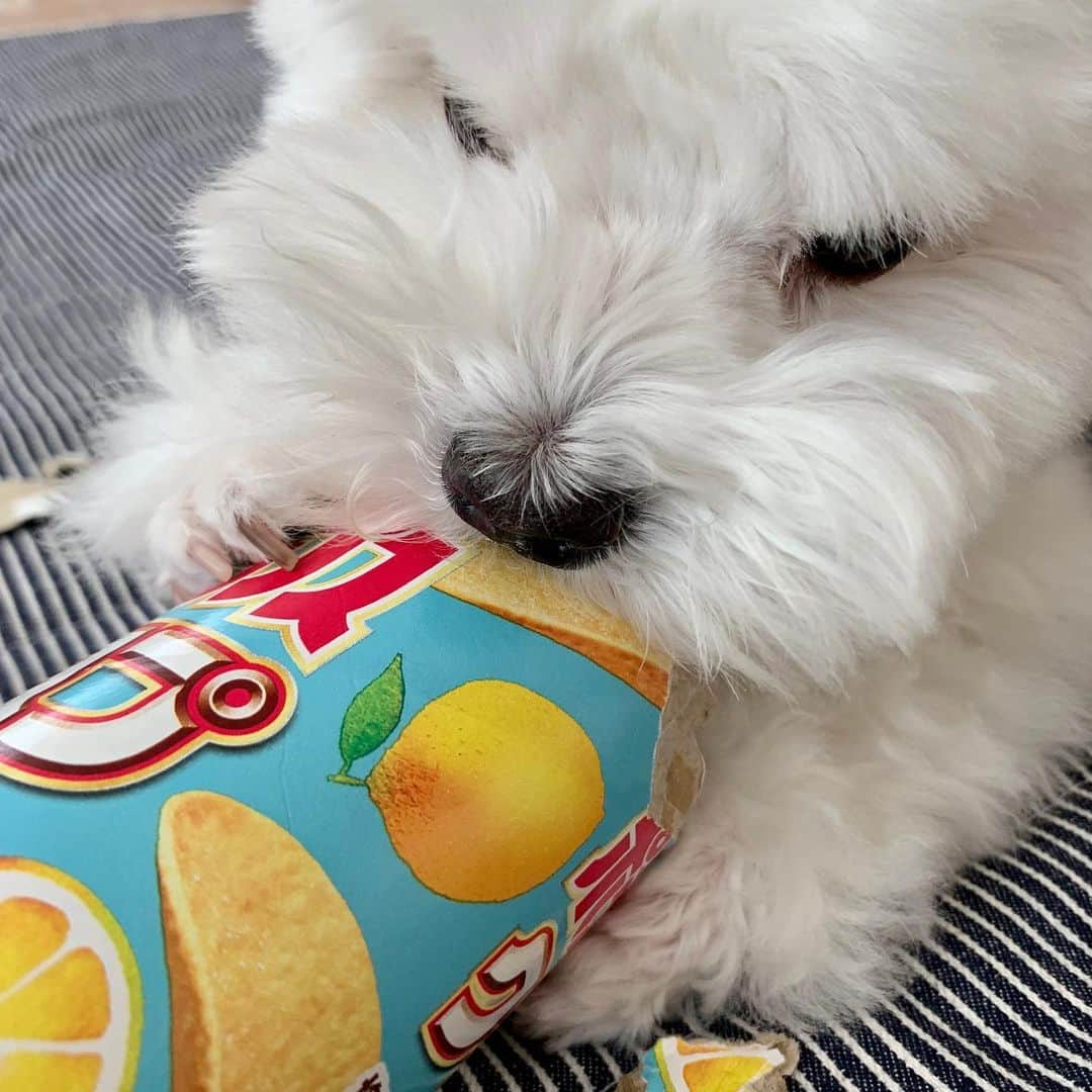 セロリさんのインスタグラム写真 - (セロリInstagram)「【ビリビリブーム】 いくらの中で今「ビリビリ」がブーム。 #maltese #マルチーズ #malteseofinstagram #maltese101 #malteser #malteseofficial #maltesedog #dog #instadog #dogstagram #dogoftheday #doglovers #instapet #adorable #ilovemydog  #ペット #わんこ #ふわもこ部 #犬のいる暮らし #いぬら部  #いぬすたぐらむ」8月21日 20時40分 - celeryrabbit