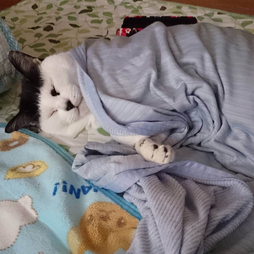 アトムとノエルのインスタグラム：「師匠がエアコン冷えしてはいけないと思い毛布をかけておきました。。 #ねこ#猫#cat#pet#atom」