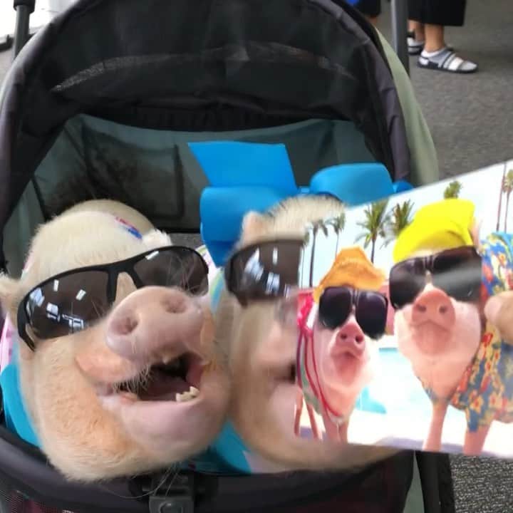 のインスタグラム：「SQUEAL!!! Pop and I went in our local @ups store yesterday and look what we found! It’s a birthday card with me and Silly Pop! Of course we had to get one for mom’s birthday next month! Look for them everywhere they sell @avantipress greeting cards nationwide. (We added a store locator link in our stories).🐷🎉🎂#avanti #ups #happybirthday #PrissyandPop」