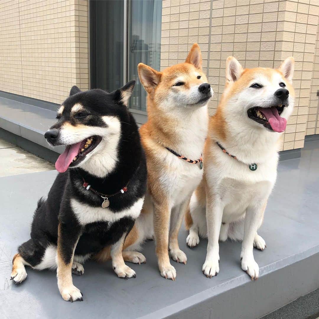 vo_coのインスタグラム：「🐶🐶🐶 どんどん傍若無人になってくる弟👶🏻への育児ストレスを発散させるために、2ヶ月ぶりにころはる @koroharu_shiba 宅へ ころこたもシニア期に差し掛かってきたからか、会った直後の楽しい！テンションを中々持続できず、後半に集合写真撮ろうとするとだいたいこんなグダグダな感じになりますw ころ、はる、こたつの相手してくれてありがとう！ * #ころはるこた #shibastagram #instashiba #shiba #shibainu #黒柴 #赤柴 #柴犬」