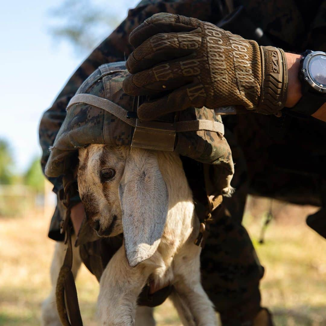 アメリカ海兵隊さんのインスタグラム写真 - (アメリカ海兵隊Instagram)「The #GOAT  Don’t worry this #WildWednsday, Pfc. Goat’s got your back. #Marines #USMC #Training #Motivation」8月21日 21時06分 - marines