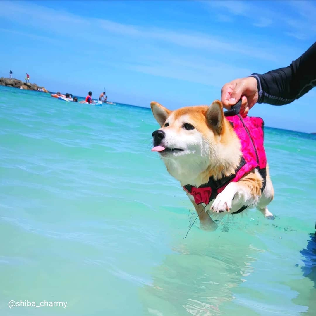 ちゃみさんのインスタグラム写真 - (ちゃみInstagram)「swimming🏊  エア犬かき中のチャーミー😆 #微妙に笑ってる #ドヤ顔わんこ  #swimming * * #shiba#shibainu#shibastagram#weeklyfluff#dog#adorable#시바견#柴犬#しばいぬ#犬」8月21日 21時12分 - shiba_charmy