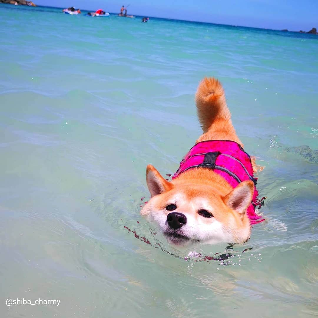 ちゃみさんのインスタグラム写真 - (ちゃみInstagram)「swimming🏊  エア犬かき中のチャーミー😆 #微妙に笑ってる #ドヤ顔わんこ  #swimming * * #shiba#shibainu#shibastagram#weeklyfluff#dog#adorable#시바견#柴犬#しばいぬ#犬」8月21日 21時12分 - shiba_charmy