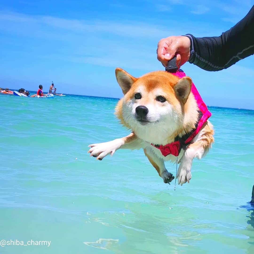 ちゃみさんのインスタグラム写真 - (ちゃみInstagram)「swimming🏊  エア犬かき中のチャーミー😆 #微妙に笑ってる #ドヤ顔わんこ  #swimming * * #shiba#shibainu#shibastagram#weeklyfluff#dog#adorable#시바견#柴犬#しばいぬ#犬」8月21日 21時12分 - shiba_charmy