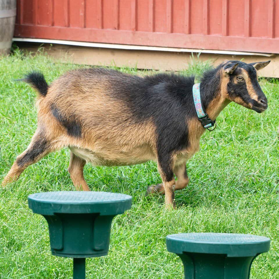 スミソニアン国立動物園さんのインスタグラム写真 - (スミソニアン国立動物園Instagram)「🌎🐐 Happy #WorldGoatDay!  San Clemente Island goats are one of the rarest domestic animal breeds in the world. There are estimated to be only about 250 San Clemente Island goats worldwide, and they are designated as critically endangered by the American Livestock Breeds Conservancy. 👋 Visit Kids' Farm to meet our San Clemente Island goat, Marla! DEMO SCHEDULE: http://s.si.edu/2h3CN1W.」8月21日 21時46分 - smithsonianzoo