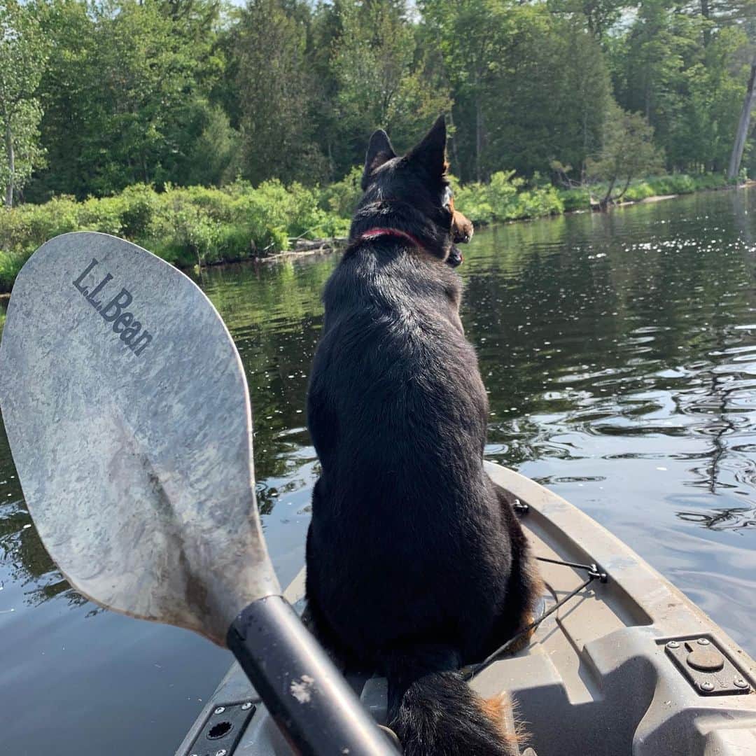 L.L.Beanさんのインスタグラム写真 - (L.L.BeanInstagram)「L.L.Bean employee Marcie Y. is paddling her way towards her #BeanOutsider goal of spending more time outside – which is even easier with a trusty co-pilot. 🐶」8月21日 21時51分 - llbean