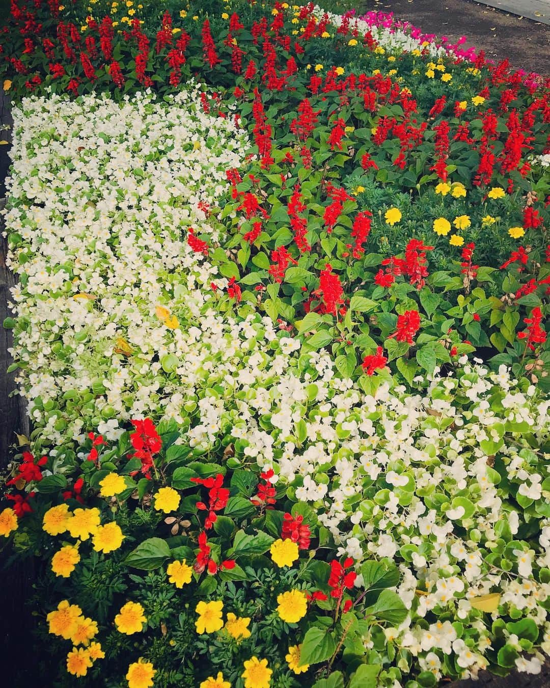 美川憲二さんのインスタグラム写真 - (美川憲二Instagram)「札幌大通り公園をお散歩よ〜🚶‍♀️💨 お花も綺麗に咲いてて 24度だし☀️🌈🌈 快適、快適〜😍🌻🌻🌻🌺🌺🌷🌷😄✌️✌️ #札幌大通り公園  #お花が綺麗  #テレビ塔  #お散歩  #美川憲二 #ものまね」8月21日 21時52分 - mikawakenji