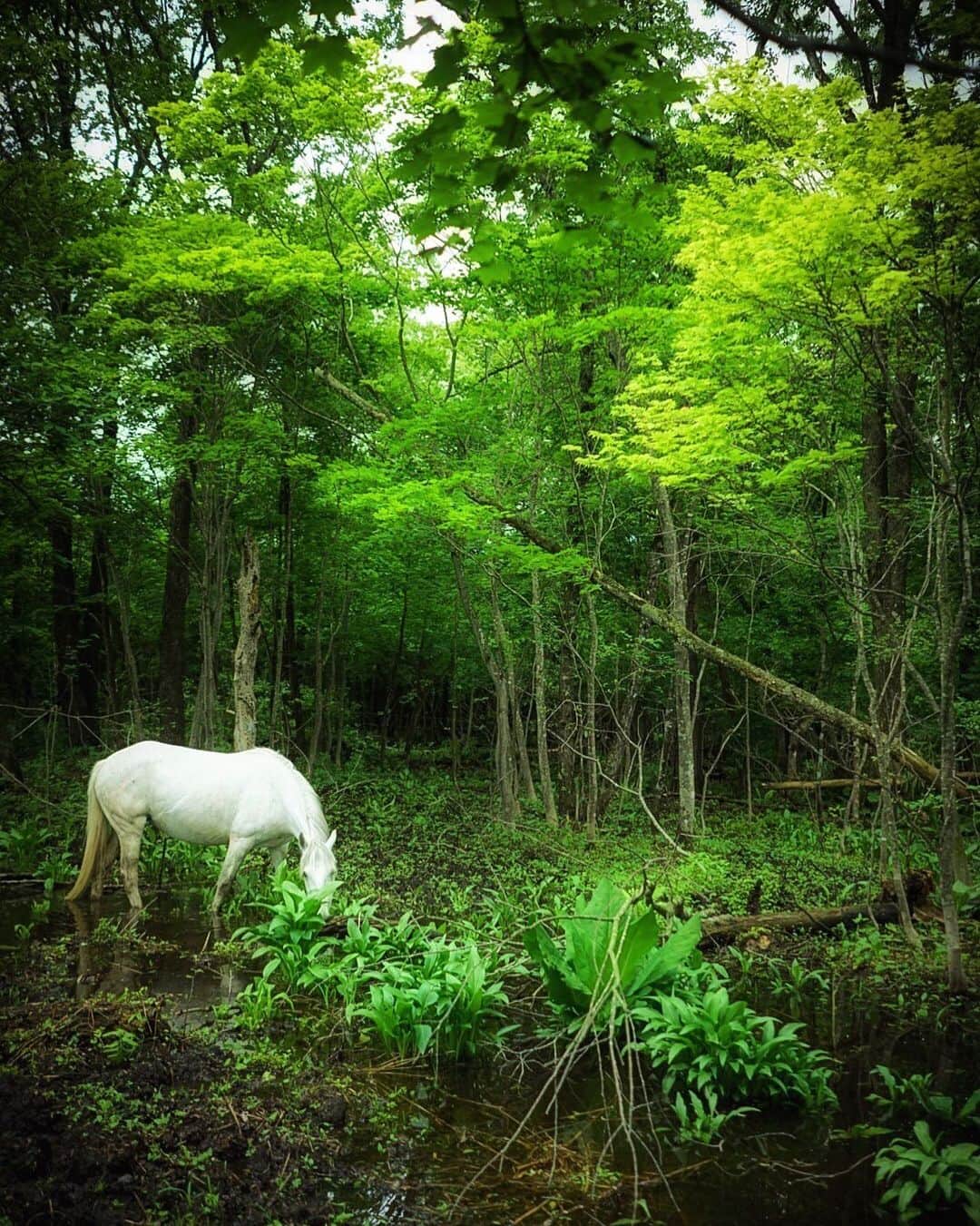 Hikaruのインスタグラム：「Unicorn. . . . お休みはいつもやりたいリストを書き、 目標達成はいつも1/3以下です。 どっぷり動物写真ですが、 そろそろポートレートも。 . . . #instagram #instagramjapan #igersjp #東京カメラ部 #tokyocameraclub #natgeo #sony #bealpha #SonyAlpha #SonyImager #pashadelic #naturephotography #naturegeography #photogrena_nature #photo_shorttrip #japan #hokkaido #写真好きな人と繋がりたい #北海道 #A7RM3 #Japan_ilc #pashadelic_gpc2019」
