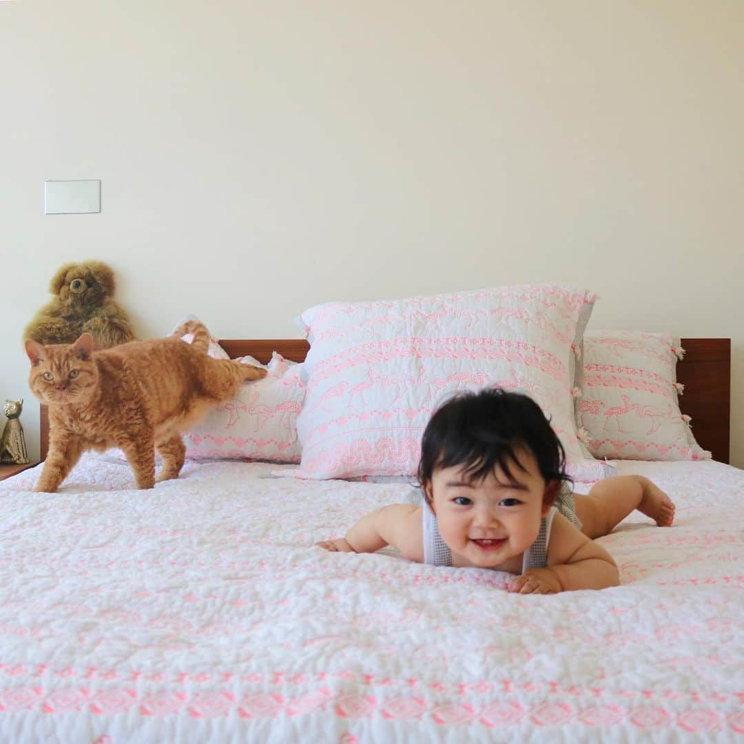 ギネス & ピムスさんのインスタグラム写真 - (ギネス & ピムスInstagram)「21/08/2019 Happy Wednesday! ・ My favorite pink summer bed linen from @anthropologie is back. Although I’m the only girl in the house, I think the 3 boys like the colour! Have a good day! ・ ・ 私以外みんな男の家族ですが、 新入りの凪くん含め 全員ピンクのフラミンゴリネンが大好きです。笑 ついでに女子力高めなグラビア風谷間の凪くんも 数枚入れておいたので 見てやってください。笑 一瞬もう夏は終わりかと思ったロンドンだけど、 まだ終わってなかったらしい！ テンション上がるぜ。 ・ ・ #ギネスくん #ピムスくん #ギネピムと凪くん  #babyboy #男の子ベビー #赤ちゃんのいる生活 #赤ちゃんのいる暮らし #赤ちゃんと猫 #猫と赤ちゃん #生後8ヶ月 #8monthsold」8月21日 22時25分 - rina_takei