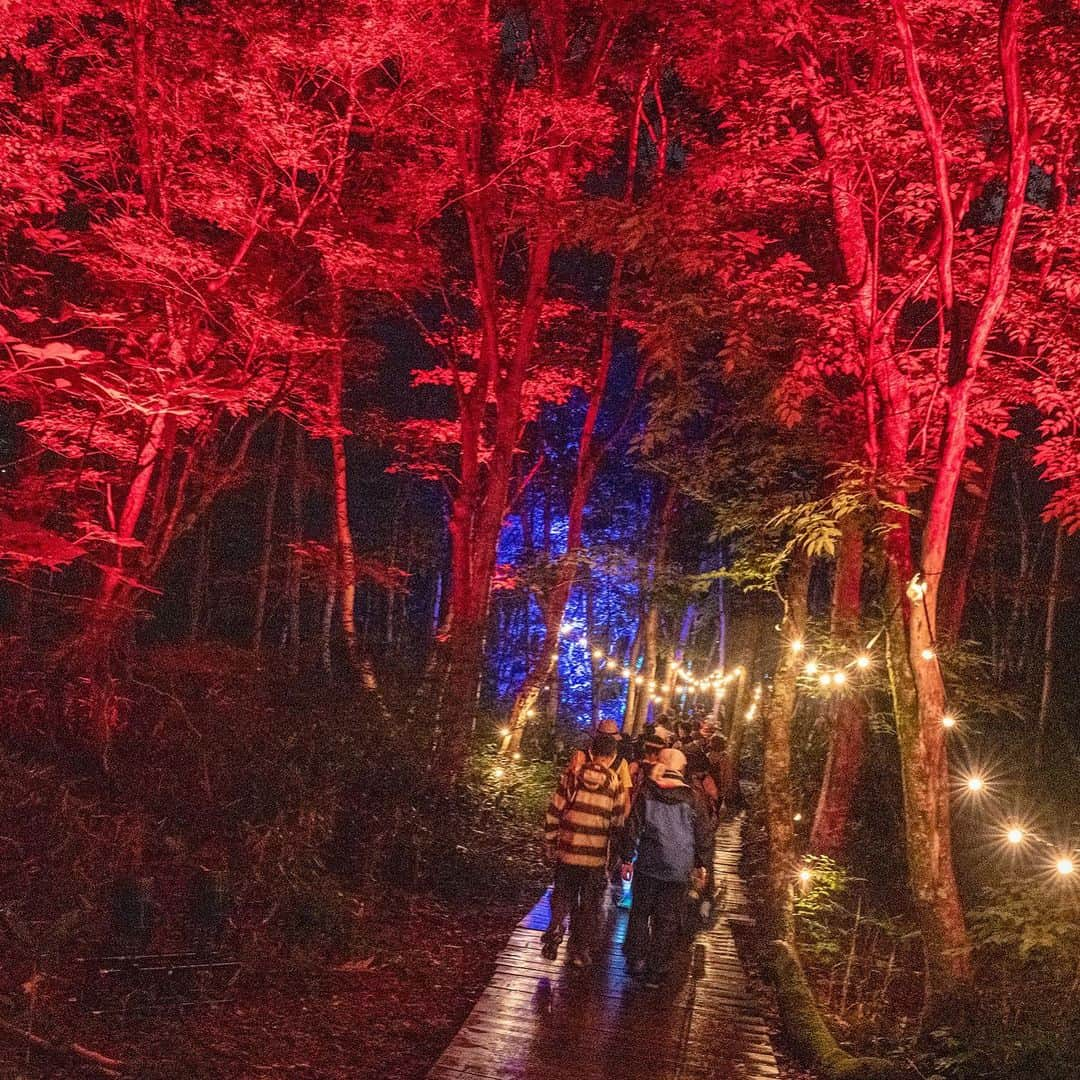 フジロック・フェスティバルさんのインスタグラム写真 - (フジロック・フェスティバルInstagram)「🌲🌲#boardwalk 🌲🌲 . #fujirock #fujirockfestival #フジロック」8月21日 22時31分 - fujirock_jp