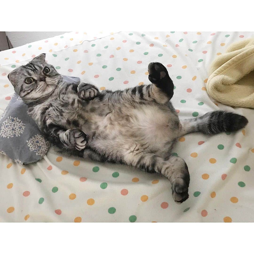 Shishi-maruのインスタグラム：「🐱Sweet dreams;) 🐱おやすみなさい ーーーーーーーーーーー 📕「ぷっちねこ。」「3匹のちいさな猫を召喚できたなら」「ちいさな猫を召喚できたなら」徳間書店より単行本発売中 ーーーーーーーーーーー ⭐︎ねこ漫画を描いています→@tacos_cat 🐱公式→@chiisanacat 🌺Twitter →@taco_emonemon ーーーーーーーーーーー」