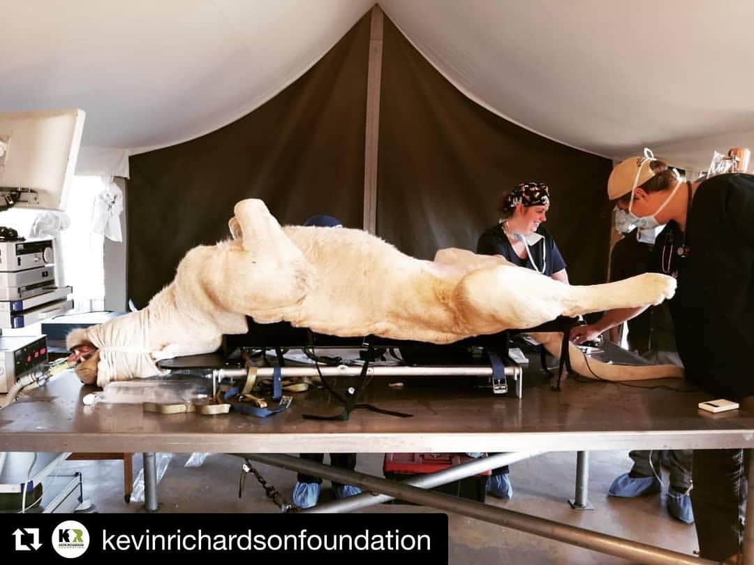 Kevin Richardson LionWhisperer さんのインスタグラム写真 - (Kevin Richardson LionWhisperer Instagram)「#Repost @kevinrichardsonfoundation with @get_repost ・・・ In June the  Foundation sponsored the spays of many of the lions in the sanctuary. Why would we do that? Well, the lions’ contraception was wearing off and this was the most practical measure to prevent any unwanted breeding. There is no current conservation value to breeding lions in captivity and if you visit a facility where there are lion cubs you should ask why, where these cubs will land up & does the facility breed continuously? Watch the #lionwhisperertv episode to find out more! Link in LINKTREE bio above . . . #kevinrichardsonfoundation #kevinrichardson #lionwhisperer #savethelions #preservehabitat #protectlions  #kevinrichardsonwildlifesanctuary」8月21日 22時41分 - lionwhisperersa