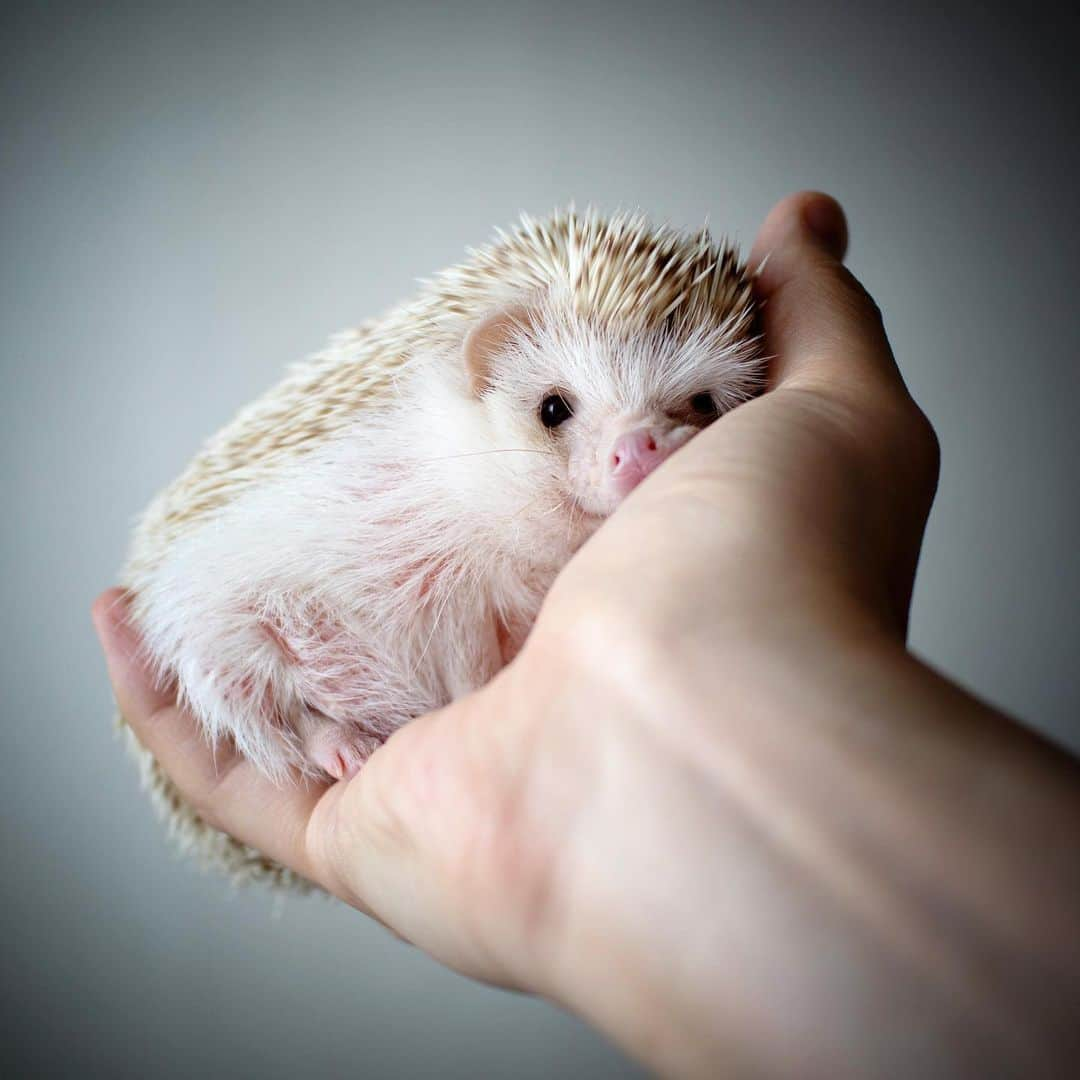 ダーシーさんのインスタグラム写真 - (ダーシーInstagram)「Sleepy baby🥰✨ ・ ・ ・ 手のひらむにむにでも眠ってくれました🦔💤 ダーシーが大好きだったやつ🥰 お迎え当初はすぐ噛むから無理だったけど🤣だいぶ慣れてくれたな〜😊✨」8月21日 22時42分 - darcytheflyinghedgehog