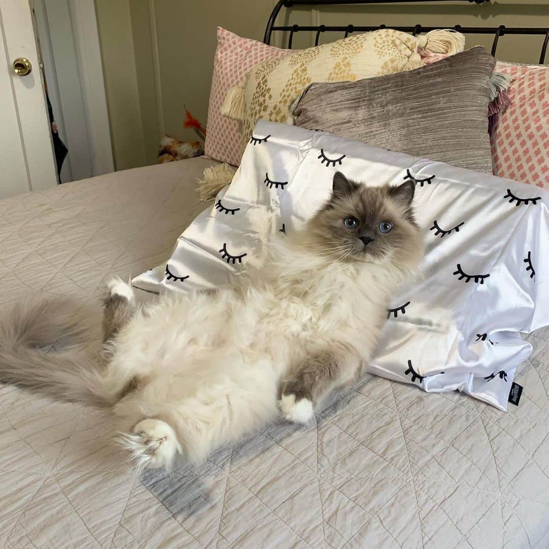 Tinaのインスタグラム：「Beauty Insider tip from George: Use a silk pillow case to stay youthful and avoid bedhead 💁🏻‍♀️」