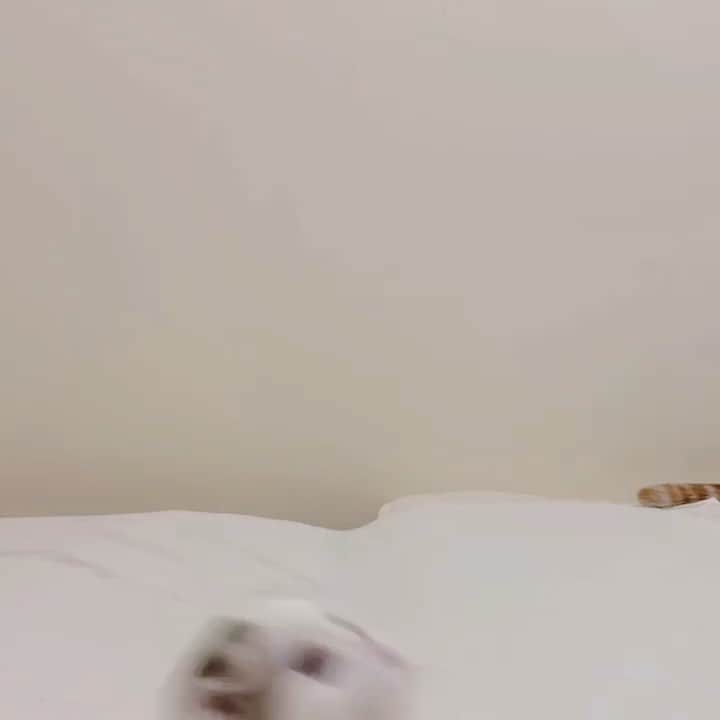 のんたのインスタグラム：「ぱんちゃんは今日も元気！ ハイテンションすぎてベッドと壁の間に落ちちゃったよ😂」