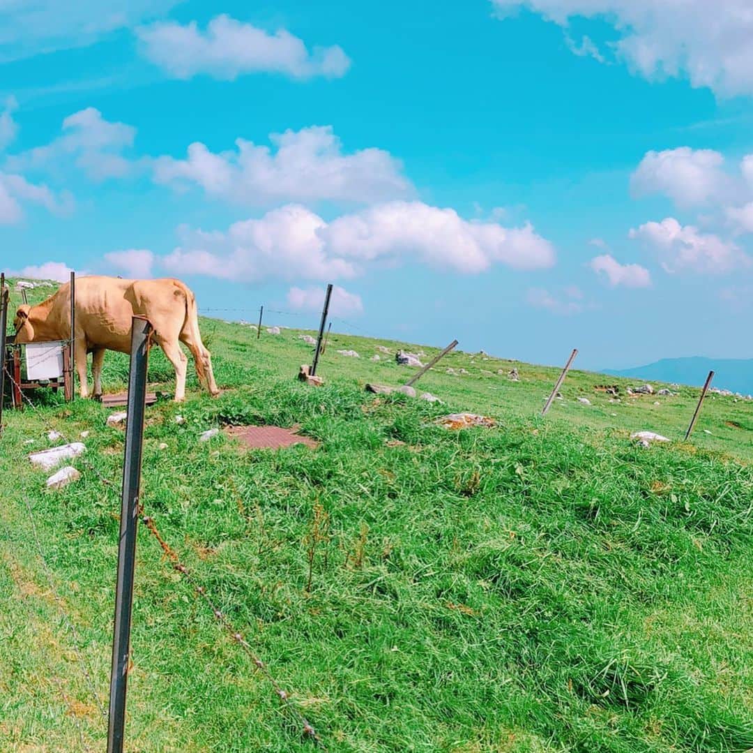近野成美さんのインスタグラム写真 - (近野成美Instagram)「夏の思い出♪ 四国カルスト🌿 青空がとても綺麗でした😊  #高原 #青空 #愛媛 #高知 #のんびり牛🐄  #たまたまいた犬が可愛かった🐶✨」8月21日 23時08分 - konnsaaan