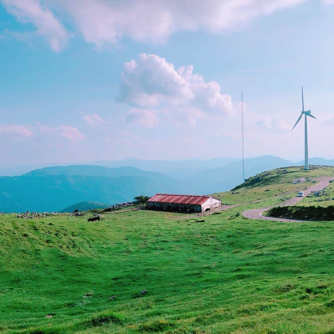 近野成美さんのインスタグラム写真 - (近野成美Instagram)「夏の思い出♪ 四国カルスト🌿 青空がとても綺麗でした😊  #高原 #青空 #愛媛 #高知 #のんびり牛🐄  #たまたまいた犬が可愛かった🐶✨」8月21日 23時08分 - konnsaaan