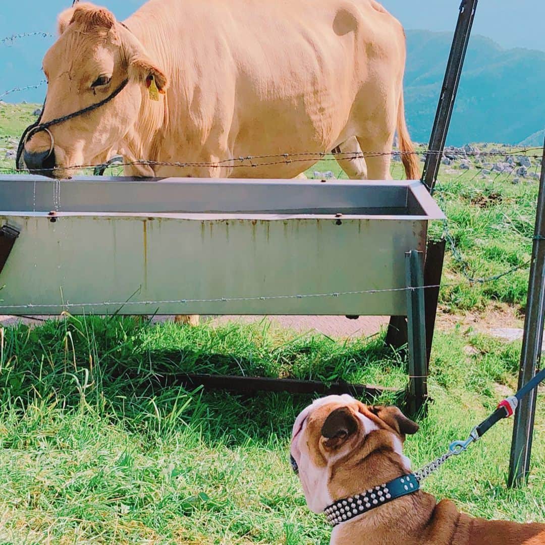近野成美さんのインスタグラム写真 - (近野成美Instagram)「夏の思い出♪ 四国カルスト🌿 青空がとても綺麗でした😊  #高原 #青空 #愛媛 #高知 #のんびり牛🐄  #たまたまいた犬が可愛かった🐶✨」8月21日 23時08分 - konnsaaan
