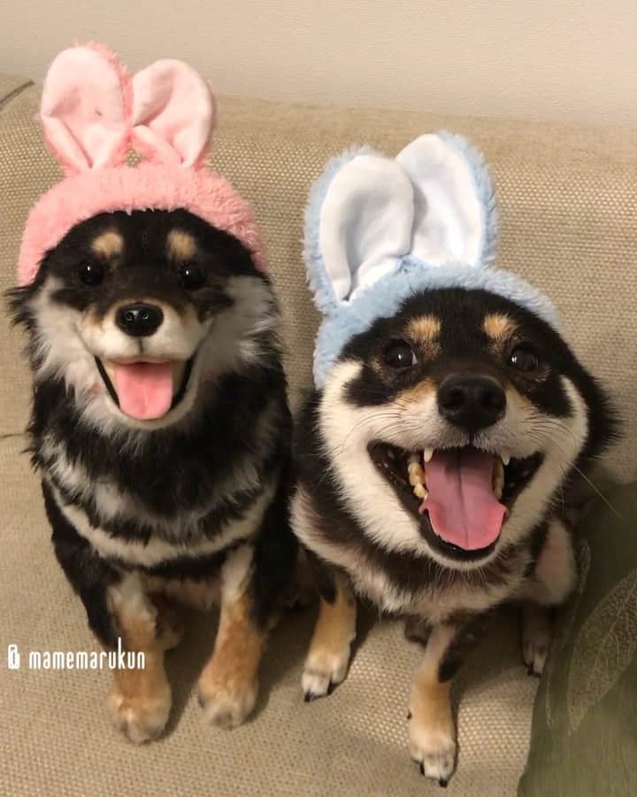まめ丸のインスタグラム：「* * 今日は『バニー🐰の日』なんだって❣️ うさぎさん🐰ブラザーズ🐶💓 * twin brothers🐰🐶💓 * #ぼくピンクがよかった🐶💦 #まめ丸双子疑惑 #まめ丸何の日シリーズ * #柴犬#豆柴#柴#黒柴#犬#ふわもこ部#shiba#shibainu#shibastagram#shibadog#puppy#instadog#dogstagram#dog#instashiba#petstagram#pet#cutepetclub#강아지#멍스타그램#doglover#ilovemydog#weeklyfluff#ねこのかぶりもの#ねこうさぎちゃん#まめ丸かぶりもの#まめスマイル」