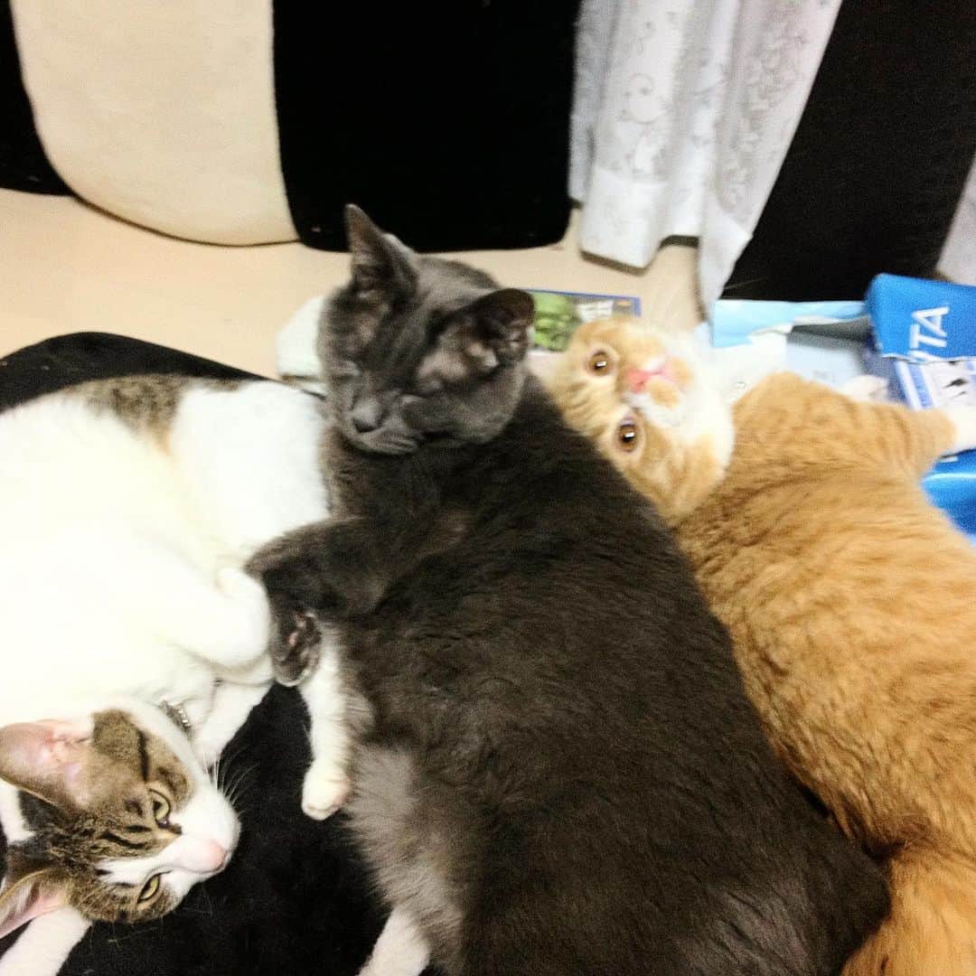 マンチカンズTVのインスタグラム：「、、、﻿﻿﻿ 小説｢人生を変えた猫｣﻿﻿﻿ 続きは﻿﻿ munchkins.jp﻿﻿ でもお読みいただけます﻿﻿ ﻿ ﻿ =第7話｢お散歩｣=﻿ ﻿ マンチカンのティオが我が家にやってきて、我が家は一気に明るくなりました。﻿ ﻿ マンチカンという品種は元気いっぱいだと聞いていましたが、ここまでとは想像していませんでした。﻿ ﻿ 短い足で駆けずり回ったり、意外とジャンプもできたり、ぐれおじさんの尻尾で遊んだり。﻿ ﻿ でも、小さい頃から苦手なことが一つありました。﻿ ﻿ ぐれおじさんも大の苦手なこと。﻿ ﻿ それは、﻿ ﻿ お散歩。﻿ ﻿ ﻿ ぐれおじさんは、お外が大嫌い。﻿ ﻿ 何度かお散歩に連れて行ったのですが、外に出ると、﻿ ﻿ 地面に伏せて、一切動かなくなるか、﻿ ﻿ 僕にしがみついてガタガタ震えるかのどちらか。﻿ ﻿ 猫って縄張りで生きるから、お散歩苦手な猫も多いのですが、ぐれおじさんの怖がりっぷりは尋常ではなかったのです。﻿ ﻿ そして、それはティオパパにも引き継がれたようでした。﻿ ﻿ ティオパパも公園にお散歩に連れて行ったことがありますが、ずっと﻿ ﻿ ｢ほふく前進｣﻿ ﻿ してたっけ。﻿ ﻿ ただでさえ低い姿勢をますます低くして。﻿ ﻿ 全く、なんで似てしまったんでしょうね。﻿ ﻿ そういえば、ぐれおじさんは一度、間違って外に出てしまい、家の床下に潜り込んで、半日以上出てこなかったこともあったっけな。﻿ ﻿ あの時はハラハラしました。﻿ ﻿ 生きた心地がしなくて、餌でつったり、色んなおもちゃを駆使しました。﻿ ﻿ そして、やり尽くして疲れた頃に、ようやく這い出してきて事なきを得ました。﻿ ﻿ あの怖がりようを見たら、外で生きていくなんて絶対できないと思います。﻿ ﻿ ﻿ それからというもの、我が家の猫達は家から1歩も出さずに育ててきたのでした。﻿ ﻿ ぐれおじさん、今は天国のお庭を散歩してるのでしょうか。﻿ ﻿ 天国でも縮こまってたら可笑しいな。﻿ ﻿ 僕が行った時には、念願のお散歩、一緒にしようね。﻿ ﻿ ﻿ 第7話 完」