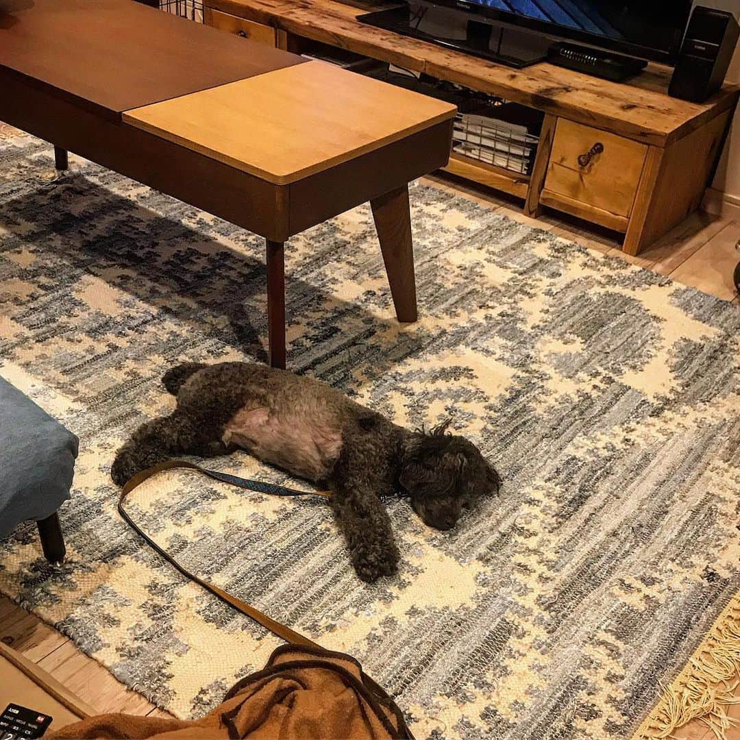 宇野剛史のインスタグラム：「🐕💤 #トイプードル #寝る #toypoodle #sleep」