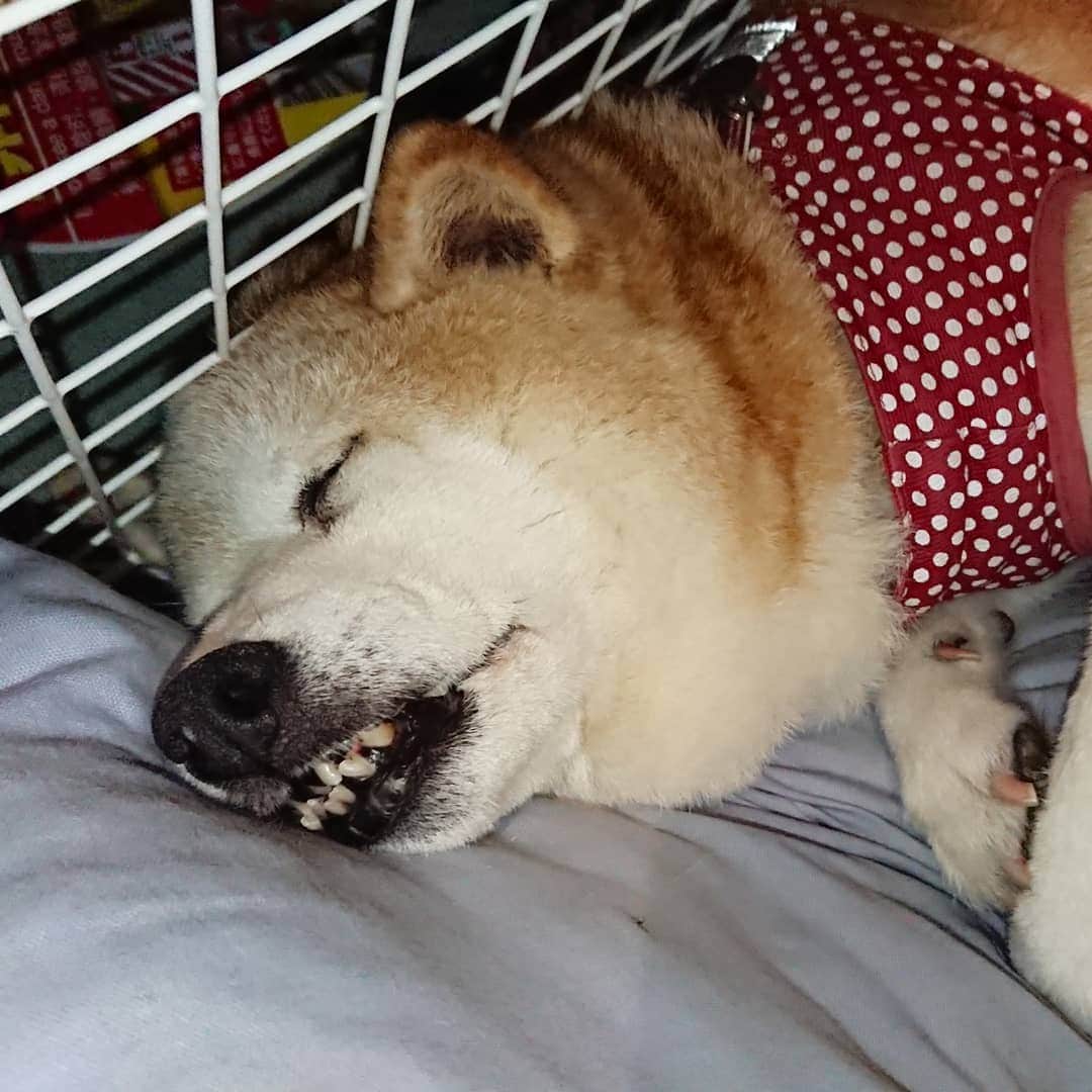 柴子さんのインスタグラム写真 - (柴子Instagram)「おやす、、、みΣ(ﾟДﾟ)　 #柴犬の寝顔 #shibainu #shibastagram」8月22日 0時12分 - senogawadogs