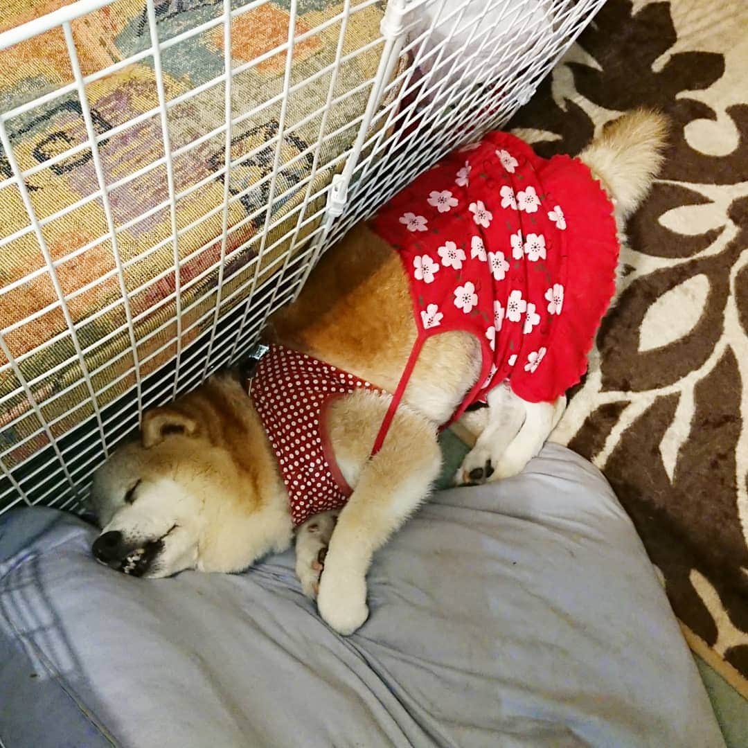 柴子さんのインスタグラム写真 - (柴子Instagram)「おやす、、、みΣ(ﾟДﾟ)　 #柴犬の寝顔 #shibainu #shibastagram」8月22日 0時12分 - senogawadogs