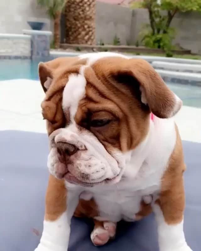 Bodhi & Butters & Bubbahのインスタグラム：「That head tilt though 😍😍😍 . . . . . #bulldog #love #wednesday #halfway #there #bestoftheday #dogsofinstagram #smile @novatheebulldog」