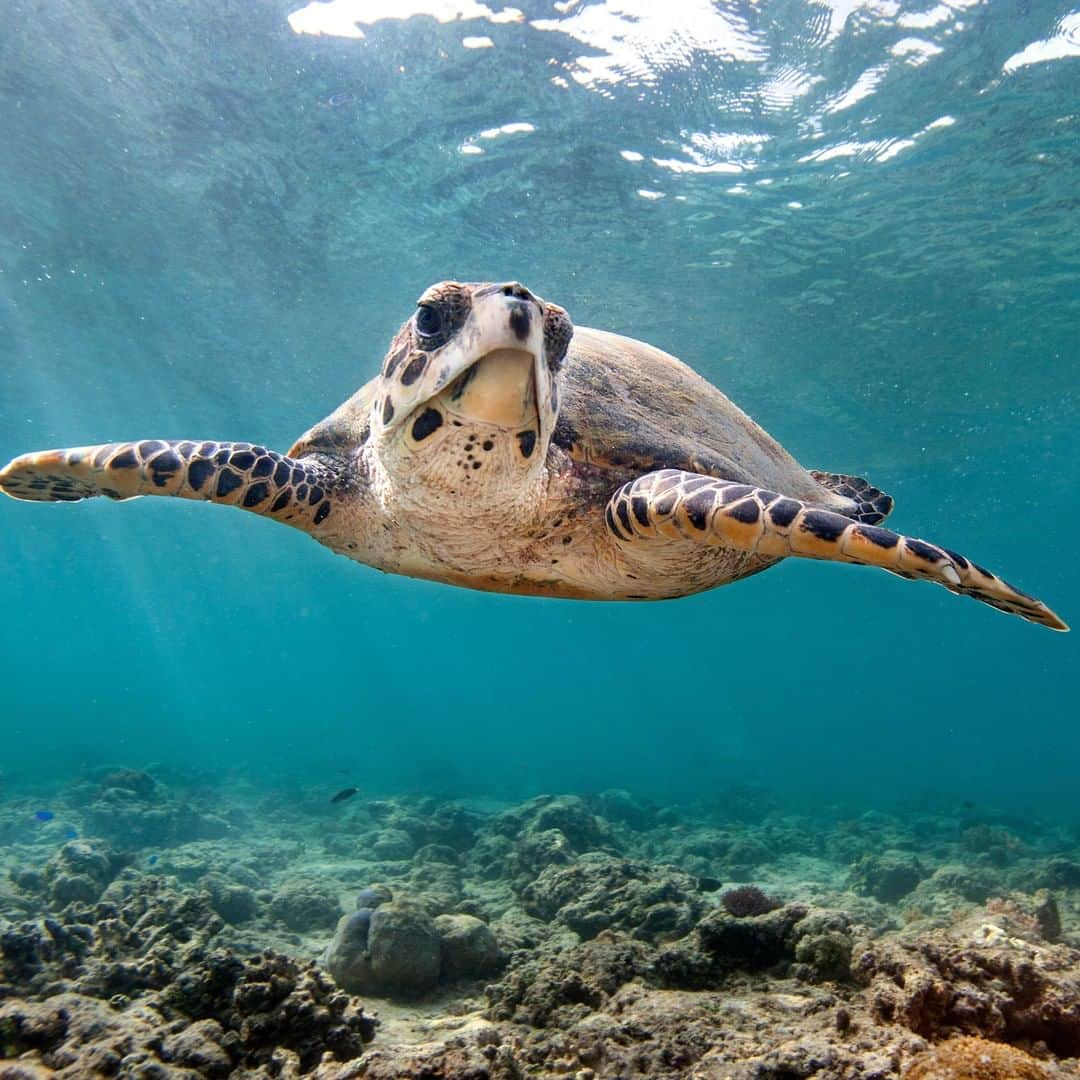 アニマルプラネットさんのインスタグラム写真 - (アニマルプラネットInstagram)「This hawksbill sea turtle looks like it's going in for a hug! With a specially shaped mouth, this turtle can reach into the holes and crevices of coral reefs to snatch up a snack or two. . . . . . . . #animalplanetupclose #animalsofinstagram #animalplanet #animaloftheday #wild #wildlife #outdoors #animals #wildanimals #conservation #nature #animallovers #instanature #wildgeography #marinelife #seaturtle #turtle #hawksbill」8月22日 1時00分 - animalplanet