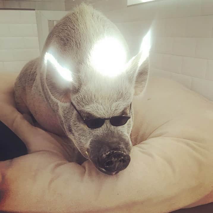 Jamonさんのインスタグラム写真 - (JamonInstagram)「I was trying to be cool but I think I became an angel 😇 . . . #jamonthepig #jamontheangel #angelpig #mibpig #pigs #pig #pigsofinstagram #pigstagram #pet #pets #petsofinstagram #petstagram」8月22日 1時47分 - jamonthepig