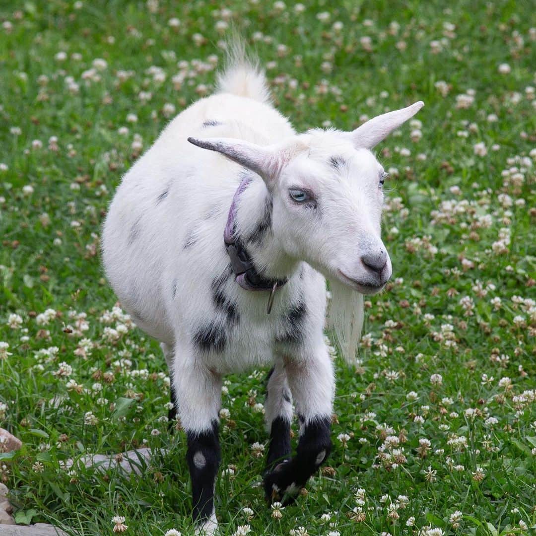 スミソニアン国立動物園さんのインスタグラム写真 - (スミソニアン国立動物園Instagram)「🐐 No kidding, goats’ eyes have rectangular pupils! Eye color varies, but yellow and brown are the most common. Goats will often browse at night, and it is believed that they have excellent night vision. 👋Visit Nigerian dwarf goats Fiesta and Fedora at the Kids' Farm! MEET OUR ANIMALS: http://s.si.edu/2h3CN1W. #WorldGoatDay」8月22日 2時19分 - smithsonianzoo
