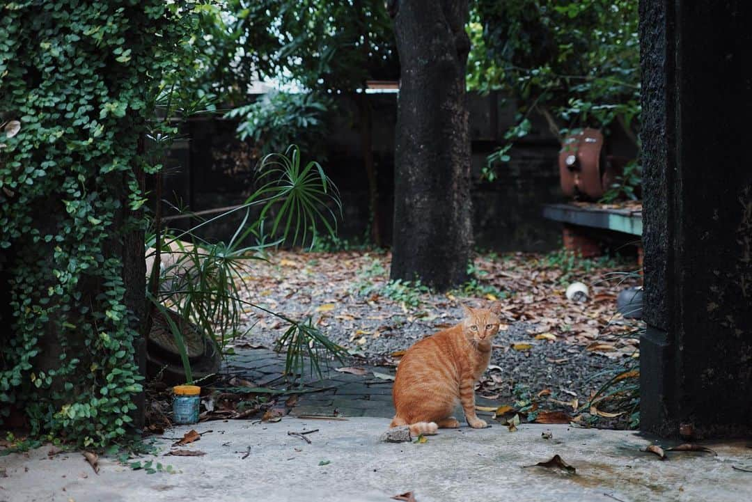 言身寸 in Tainan, Taiwanさんのインスタグラム写真 - (言身寸 in Tainan, TaiwanInstagram)「萬屋的精靈 - 「#怎麼這樣拍人家啦」 - 2019.8.22 #taiwan #tainan #台灣 #台湾 #台南 #写真  #vsco #vscocam #vscotaiwan #vscoTW #vscotainan #AmazingTaiwan #iseetaiwan #ExploreTaiwan #vintagehouse #vintage #古民家 #萬屋 #321巷」8月22日 13時23分 - kukud83