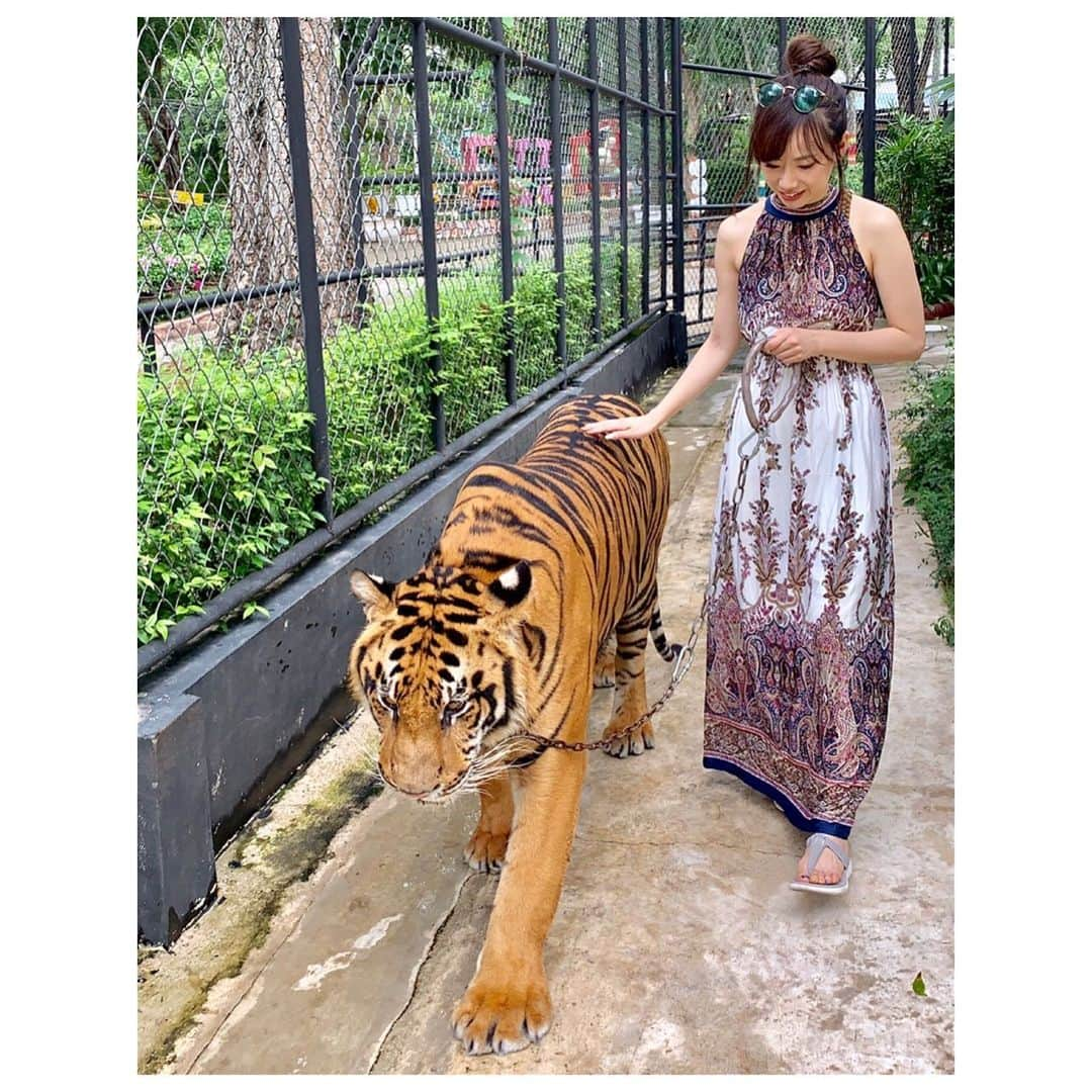 藤澤友千菜さんのインスタグラム写真 - (藤澤友千菜Instagram)「🐅🐅🐅 ৳৸ᵃᵑᵏ Ꮍ৹੫ᵎ #お散歩 #虎のお散歩 #シーラチャータイガーズー  #srirachatigerzoo🐯 #thailand #zoo #instagood #fashion #model #japanesegirl #followme #photography #tiger #タイガー #虎 #虎と写真 #タイ #藤澤友千菜 #タイ服 #ワンピース #フォロミー #タイの動物園」8月22日 11時55分 - yuchina1207