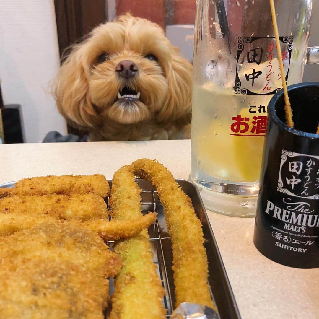 串カツ田中さんのインスタグラム写真 - (串カツ田中Instagram)「. @frederick_15m さんより ご来店ありがとうございます！ ちゃんと良い子にしててとってもえらいですね💛 . 串カツ田中では、洋服を着用したわんちゃんは店内に同伴可能なので、ぜひおでかけにぴったりのかわいいお洋服でご来店ください♪ . ※ペット同伴可能店舗についてはHPよりご確認ください。 ----------------------------------------------------- 串カツ田中へ * * 久しぶりにお酒飲んじゃった〜🍻 天神はとっても良い子でした🐶✨ ----------------------------------------------------- . みなさんも #串カツ田中 で投稿してみてくださいね。投稿いただいた素敵なお写真を、串カツ田中の公式アカウントでご紹介させていただいております！ . . #串カツ田中#2度付け禁止#揚げたて#大阪伝統の味#串カツ#揚げ物#粉もん#ドッグ#ドッグカフェ#ペットは家族#小型犬#トイプードル#プードル#ミックス犬#癒やし#癒やし犬#お昼寝#かわいいいぬ#かわいいわんこ#犬の散歩#犬好きな人と繋がりたい#ペット同伴#寄り道#お買い物#昼飲み#飲み#食べスタグラム#串揚げ#お酒好きな人と繋がりたい#犬のおやつ」8月22日 12時03分 - kushikatsu_tanaka