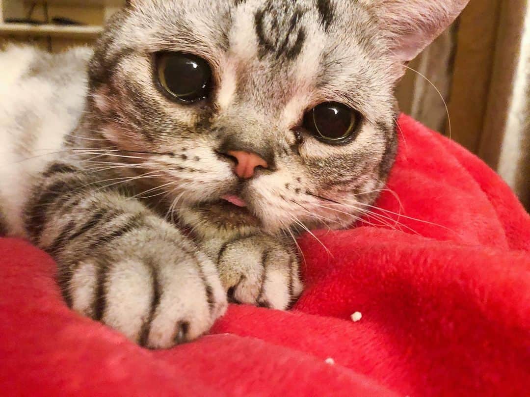 ルフさんのインスタグラム写真 - (ルフInstagram)「#luhu:"mom,#meatcans time is it!" - - #cat #cute #catsofinstagram #angel #adorable #lovely #sadcat #catslover」8月22日 12時12分 - lanlan731