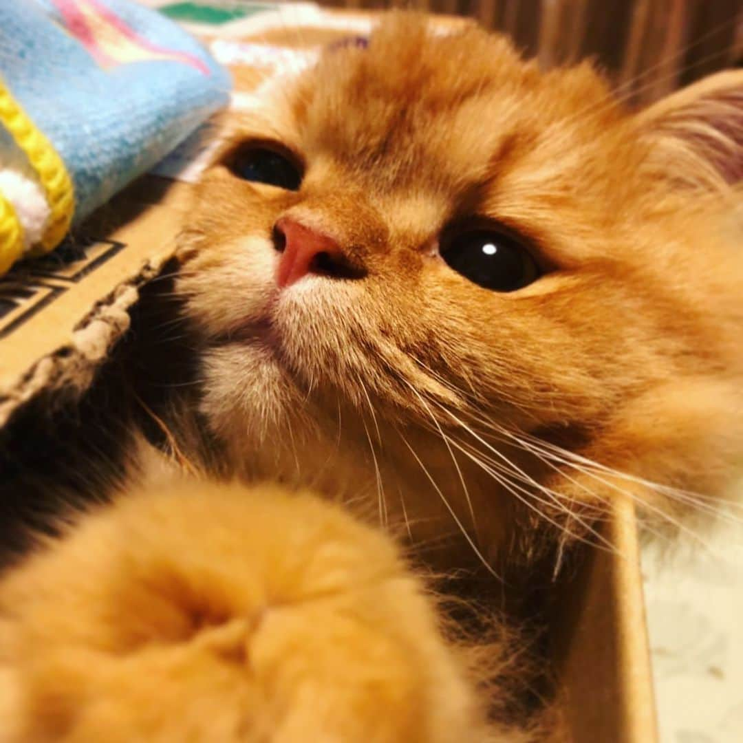 岡部磨知さんのインスタグラム写真 - (岡部磨知Instagram)「実家のめーこちゃん初登場🐈  #猫 #愛猫 #女の子 #キンカロー #正式名はメイプルちゃん #小悪魔ちゃん #撮って欲しい #アピールタイムあります #段ボールラバー #🐈」8月22日 12時12分 - machi_okabe