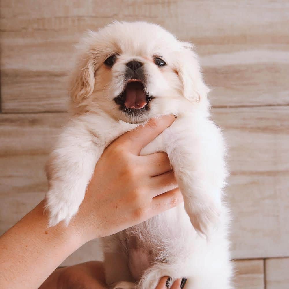 DogsOf Instagramのインスタグラム：「“Hey ! Y deserve some treats” writes @peki_emma  #dogsofinstagram」