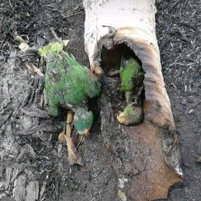 UlalaGirlさんのインスタグラム写真 - (UlalaGirlInstagram)「※I’m sorry some of pictures are not from Amazon.  The planet is not only for humans. It’s also animals home. Media hasn’t shared about Brazil’s Amazon rainforest has been burning for 3 weeks.  Amazon rainforest provides 20% of the world oxygen. This news won’t affect us? Because we are far away from this forest? It absolutely affect us indirectly. So why any media don’t talk about this? Probably something happen with politics. Humans sucks. We can’t make the earth angry anymore.  We need to face this big problem first. #TheEarthFirst . この地球は人間の為だけにあるんじゃない。動物や自然と共存すべき地球なんだ。 世界の20%の酸素はブラジルのアマゾンから作られている。なのにそのアマゾンが3週間も燃え続けている事をどのメディアも取り上げない。政治的理由があるんだと思う。そんなのはどうでもいいんだ。地球をこれ以上怒らせたら、もう私達は終わる。 どんなに今勉強していい大学に行って、いい会社に就職したって、地球が終われば、全部終わる。大量生産されてる洋服は、環境に悪い事はあからさま。  何が一番大事な問題なのか、お金を生み出す前に向き合う事はなんなのか、一人一人が考えなければ私達は皆んな一緒に終わる。 #TheEarthFirst #地球の事一番に考えよう  #prayforamazonia」8月22日 13時03分 - ulalagirl