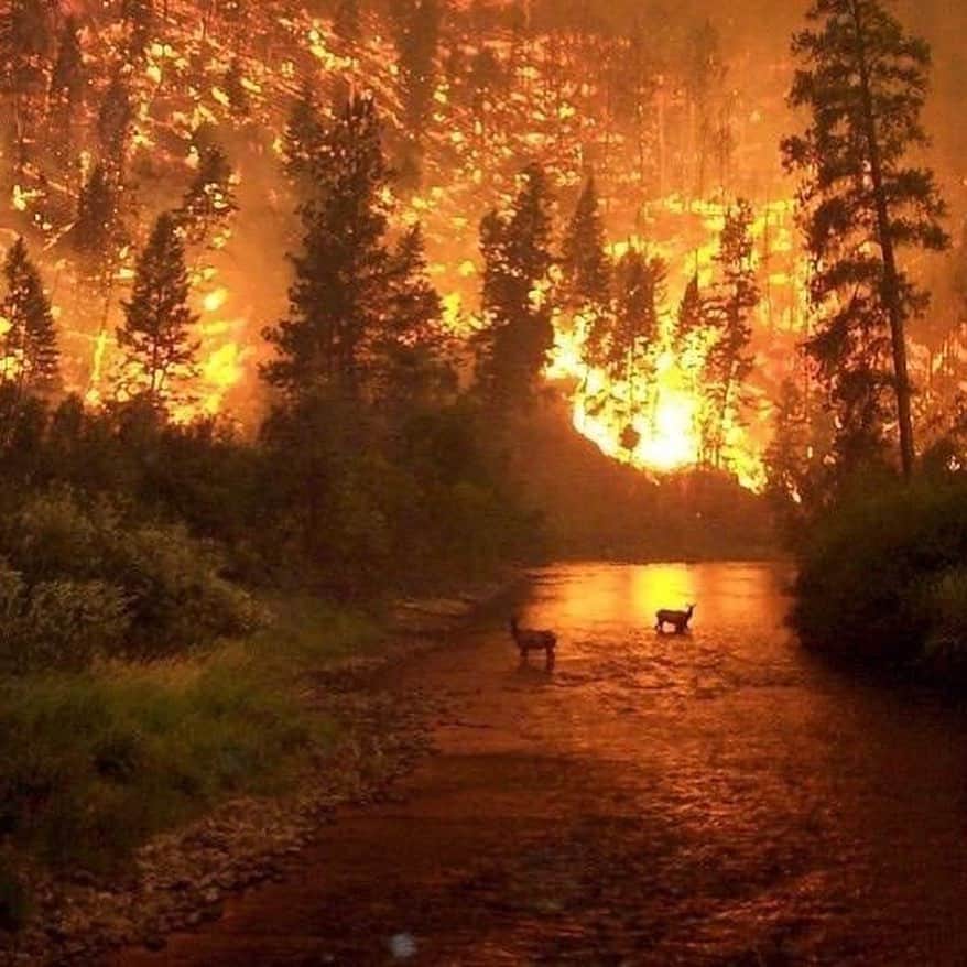 UlalaGirlのインスタグラム：「※I’m sorry some of pictures are not from Amazon.  The planet is not only for humans. It’s also animals home. Media hasn’t shared about Brazil’s Amazon rainforest has been burning for 3 weeks.  Amazon rainforest provides 20% of the world oxygen. This news won’t affect us? Because we are far away from this forest? It absolutely affect us indirectly. So why any media don’t talk about this? Probably something happen with politics. Humans sucks. We can’t make the earth angry anymore.  We need to face this big problem first. #TheEarthFirst . この地球は人間の為だけにあるんじゃない。動物や自然と共存すべき地球なんだ。 世界の20%の酸素はブラジルのアマゾンから作られている。なのにそのアマゾンが3週間も燃え続けている事をどのメディアも取り上げない。政治的理由があるんだと思う。そんなのはどうでもいいんだ。地球をこれ以上怒らせたら、もう私達は終わる。 どんなに今勉強していい大学に行って、いい会社に就職したって、地球が終われば、全部終わる。大量生産されてる洋服は、環境に悪い事はあからさま。  何が一番大事な問題なのか、お金を生み出す前に向き合う事はなんなのか、一人一人が考えなければ私達は皆んな一緒に終わる。 #TheEarthFirst #地球の事一番に考えよう  #prayforamazonia」