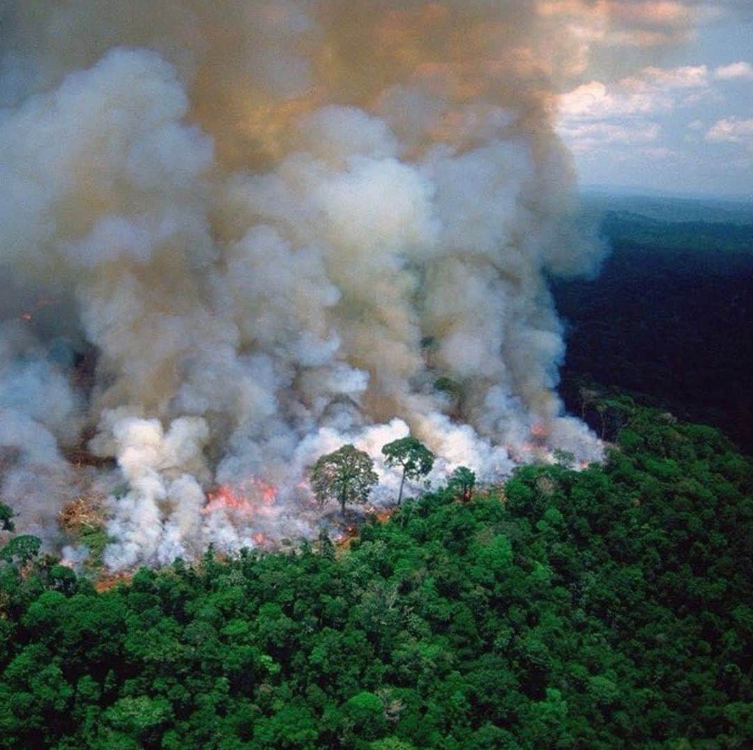 ニッキー・リードさんのインスタグラム写真 - (ニッキー・リードInstagram)「Did you know this ecosystem ALONE provides 20% of the oxygen in Earth’s atmosphere? Not only that but it is also one of the great harbors of biodiversity, fresh water and climate resilience. These forests aren’t just vital to the communities that surround them, they’re vital to ALL life on Earth.  That’s why we MUST protect the Amazon and continue to raise awareness globally about what’s happening in Brazil’s rainforests. @conservationorg #PeopleNeedNature」8月22日 6時09分 - nikkireed