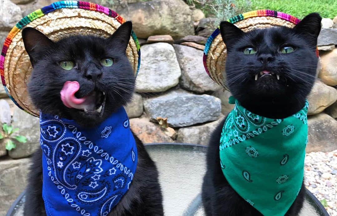 セルジオさんのインスタグラム写真 - (セルジオInstagram)「Waiting on that second round of chips & guac like... 😋🥑🥑🥑🥑 . .  Taco Tuesday on a Wednesday #notsorry 🤸🏿‍♂️ . . #monkandbean #tongueout #cattongue #feedus #catswiththeirtonguesout #igcats #igkitty #boop #catstagram #catswiththeirmouthsopen #blackcats #blackcatsofinstagram #catsofinsta #catsofig #catslife #cutecats #petco #happycats #thedodo #catstercats #ellenratemycat #9gagcute #buzzfeedcats #catsofinstagram #teef #vampirecat @cats_of_instagram #catinahat #hungrycats #hungrykitty」8月22日 6時13分 - monkandbean