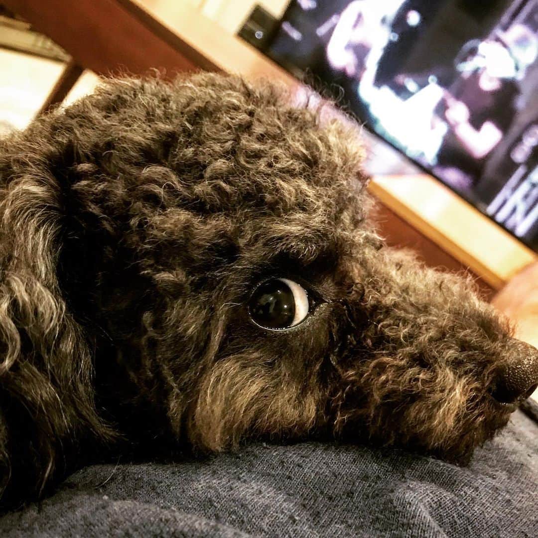宇野剛史のインスタグラム：「得意のアゴ乗せ🐕🐕 #トイプードル #toypoodle」