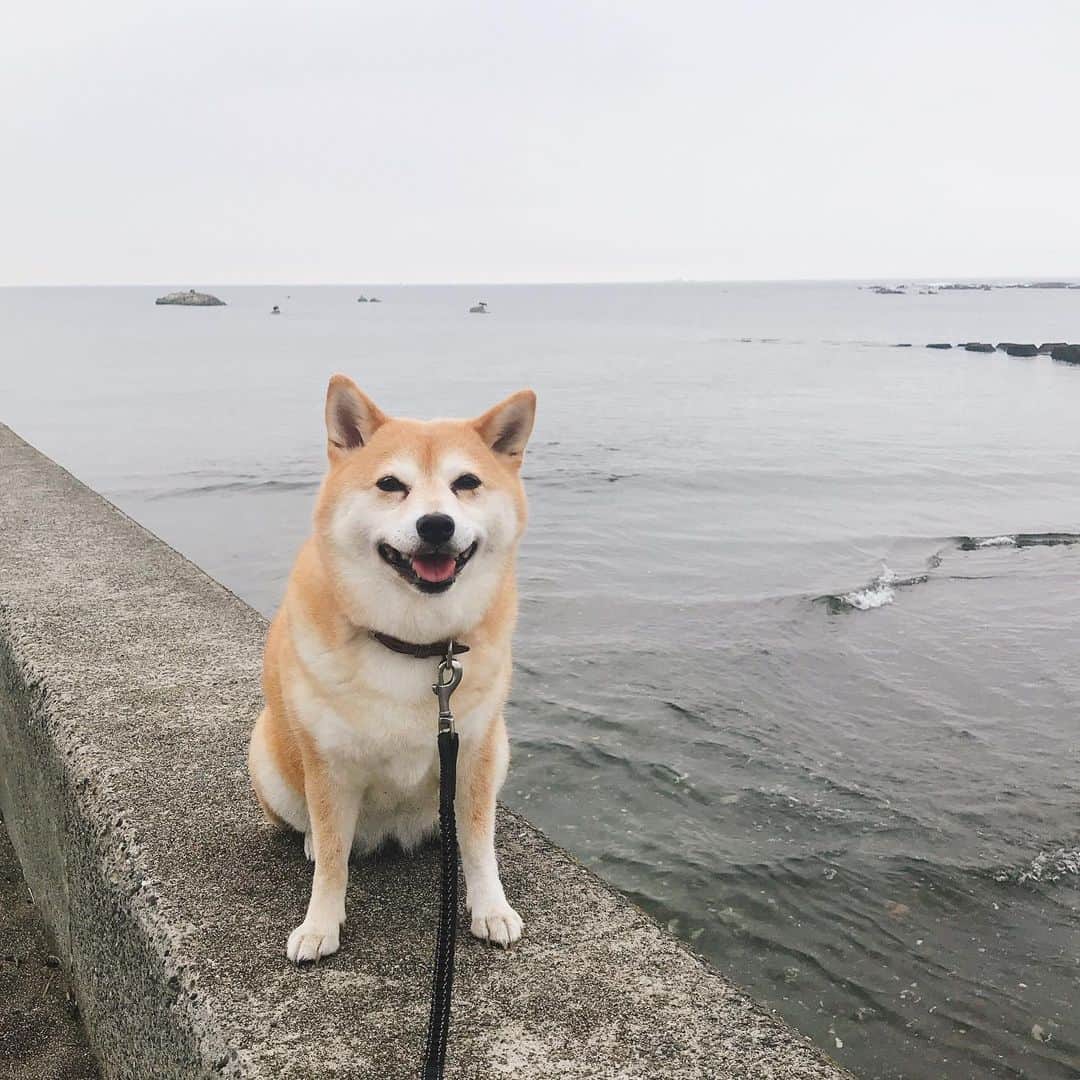 マル子のインスタグラム：「おはよー！ 涼しい朝です。 #マル子  #柴犬  #shiba  #ギリギリマル子」
