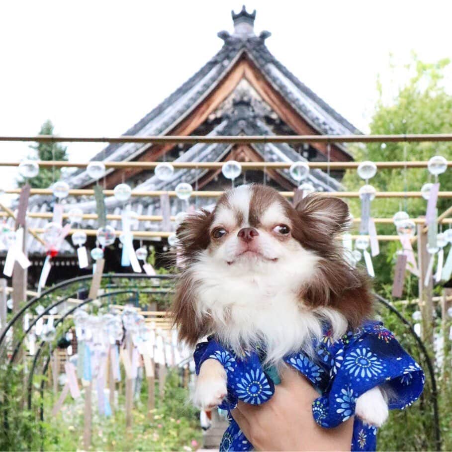 kayoのインスタグラム：「* * 風鈴とらいちん🎐🎐🎐 * * Lychee💗🎐 * * #chihuahua#chihuahualove#dogstgram#dog#instadog#チワワ#チワワ大好き * *」