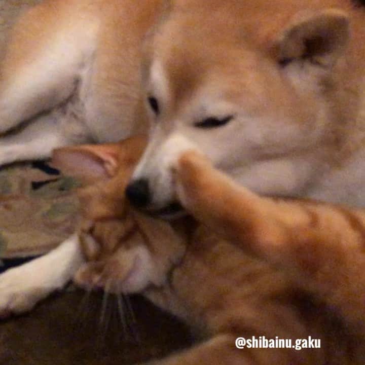 Kazumi-Gakumamaのインスタグラム