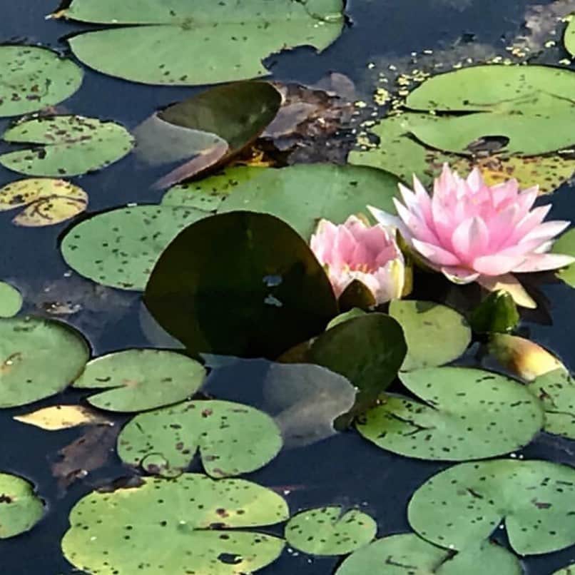 のインスタグラム：「I Planted this Beauty a few years ago at my parents pond, seems pretty happy at home! #Nymphaeaceae #lillypadsfordays photo by @stephenposen」