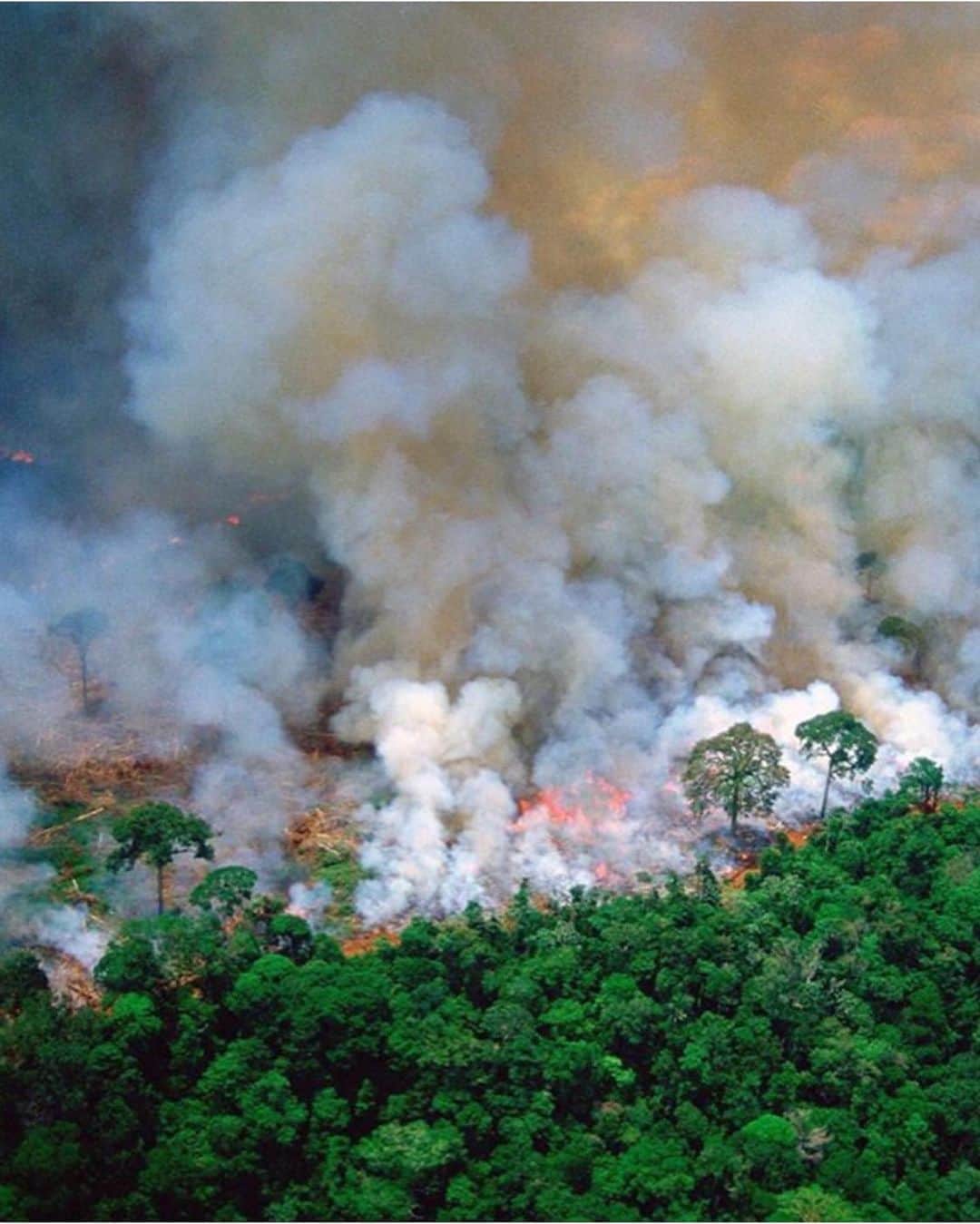 ローラさんのインスタグラム写真 - (ローラInstagram)「昨日はとてもショックをうけました。今ブラジルでは、大規模な山火事が3週間続いています。なのにこの件はほとんどのメディアが取り上げていません。アマゾンの森林は地球の20パーセントの酸素を生み10パーセント近くの生き物が生息しています。毎日ニューヨークシティの大きさの森が地球から消えています。森が無くなることで地球温暖化はさらに加速し、これから様々な問題が発生します。私たちが何を食べるか、選ぶかで私たちの未来が決まります。みんなでこの事をリポストをしてシェアしましょう😢🙏 #PrayForAmazonia  I am very shocked that the Brazilian forest has been burning for 3 weeks now and there has been very little media coverage on this devastation. Brazil’s forest, the largest forest in the world, provides 20% of the earth’s breathing capacity. Research shows that the Brazilian forest is home to 10% of the world’s species and it contains 80,000 different plants. Everyday a forest area, the size of New York City, is lost. The land is then used to produce items to meet human demands, such as livestock farms, Palm oil, etc . What we eat, buy or do is vital to our future environment. Please share with others about what is happening to our planet and what is happening to the Amazon Forest🙏」8月22日 8時44分 - rolaofficial